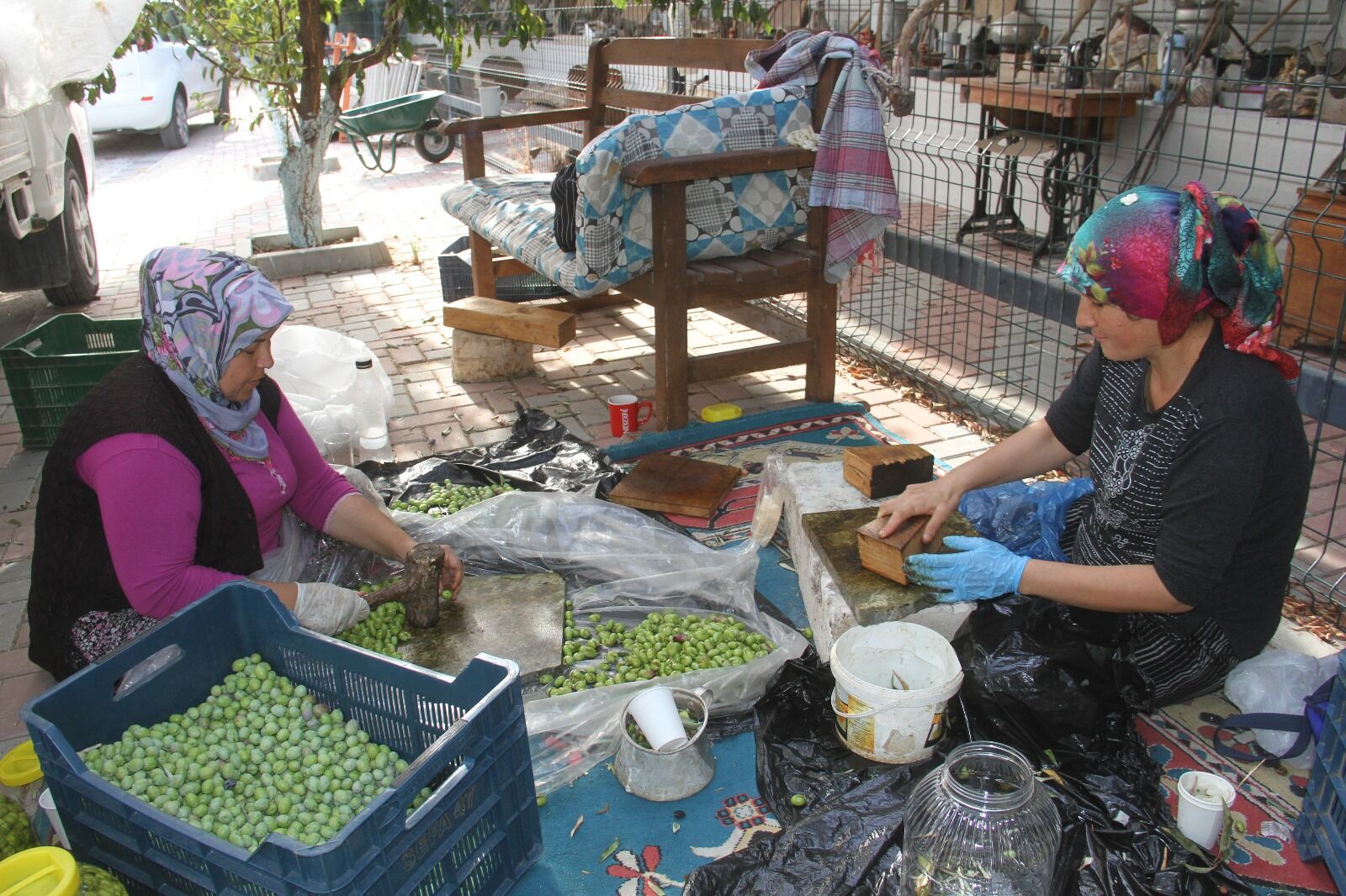 Fethiye’de Zeytin Hasadı Erken Başladı