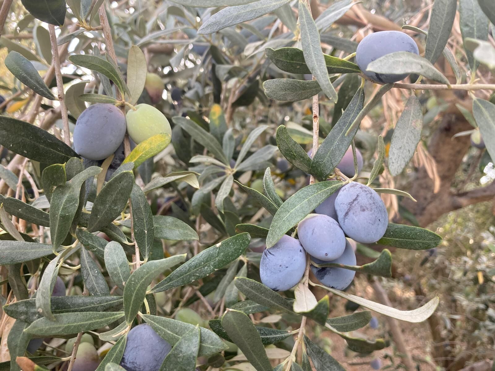 Fethiye’de Zeytin Hasadı Erken Başladı