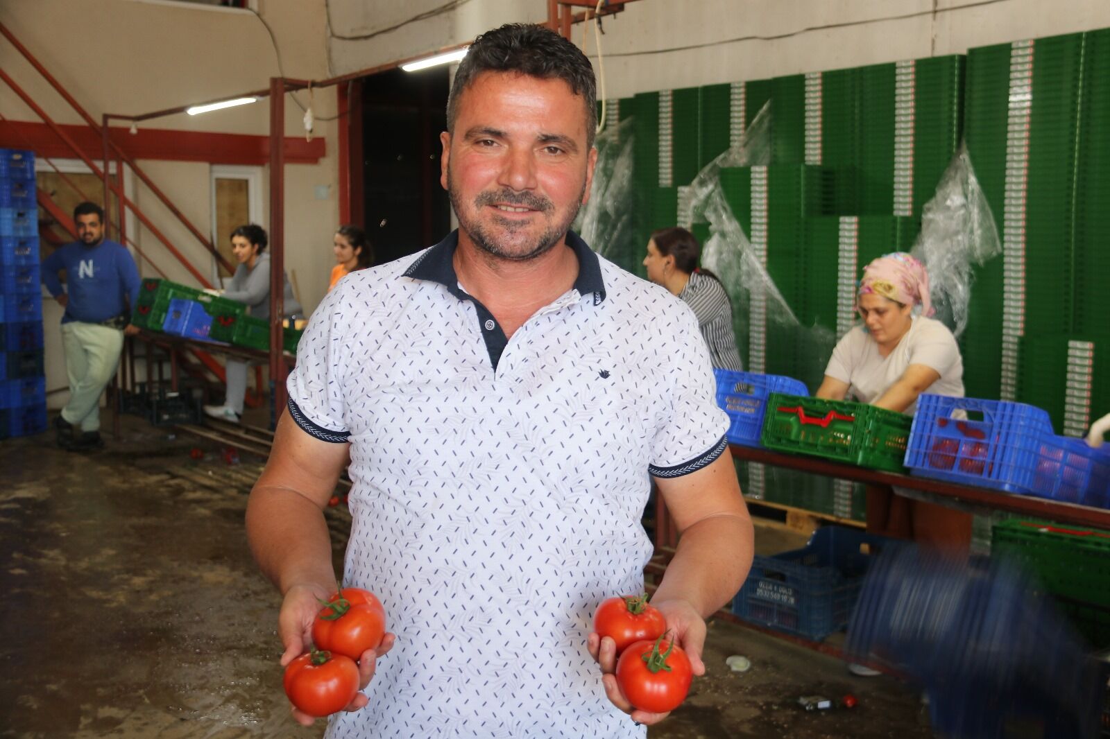 Fethiye’de Güz Domates Hasadı Başladı