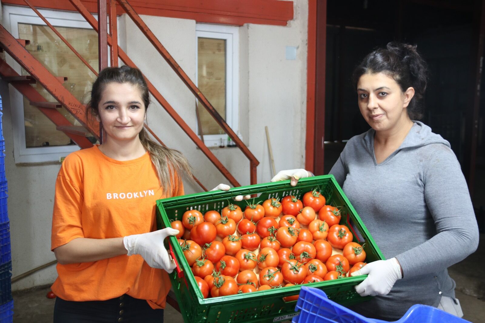 Fethiye’de Güz Domates Hasadı Başladı