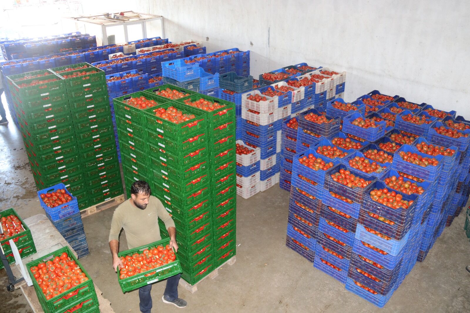 Fethiye’de Güz Domates Hasadı Başladı