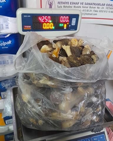Süleyman Semerci, 4 Kilo 250 Gram Kuzu Göbeği Buldu
