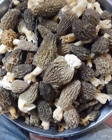 Süleyman Semerci, 4 Kilo 250 Gram Kuzu Göbeği Buldu