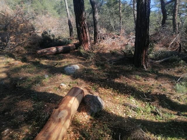 Fethiye’de Akdeniz Kabuk Böceğiyle Etkin Mücadele Başlatıldı