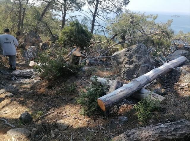 Fethiye’de Akdeniz Kabuk Böceğiyle Etkin Mücadele Başlatıldı
