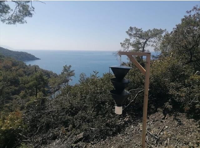 Fethiye’de Akdeniz Kabuk Böceğiyle Etkin Mücadele Başlatıldı