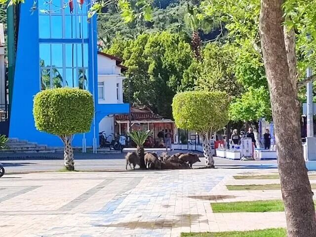 Muğla'da Yaban Domuzlarıyla Mücadele Kararı