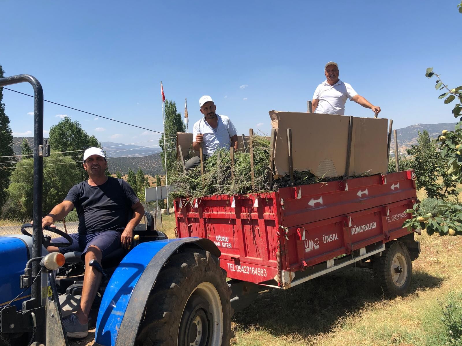 Fethiye'de Kooperatif 2 Ton Lavanta Üretti