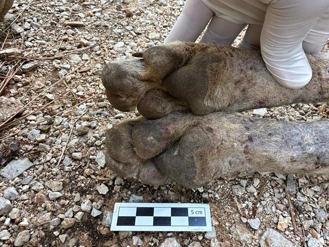 Ölüdeniz Yolunda Şüpheli Yaban Hayvanı