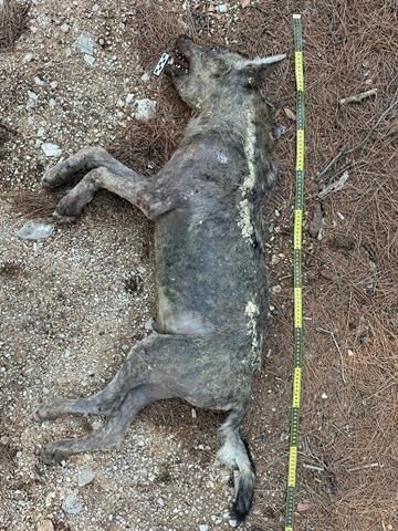 Ölüdeniz Yolunda Şüpheli Yaban Hayvanı
