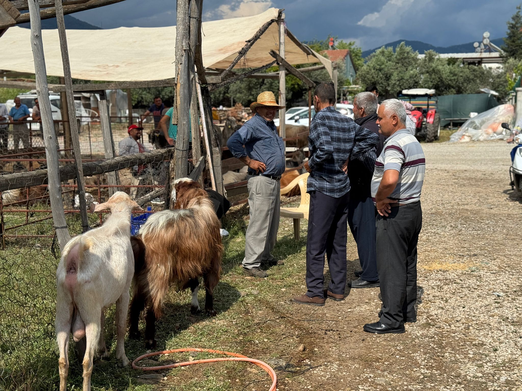 Fethiye’de Kurbanlık Pazarında Fiyatlar Düşmedi