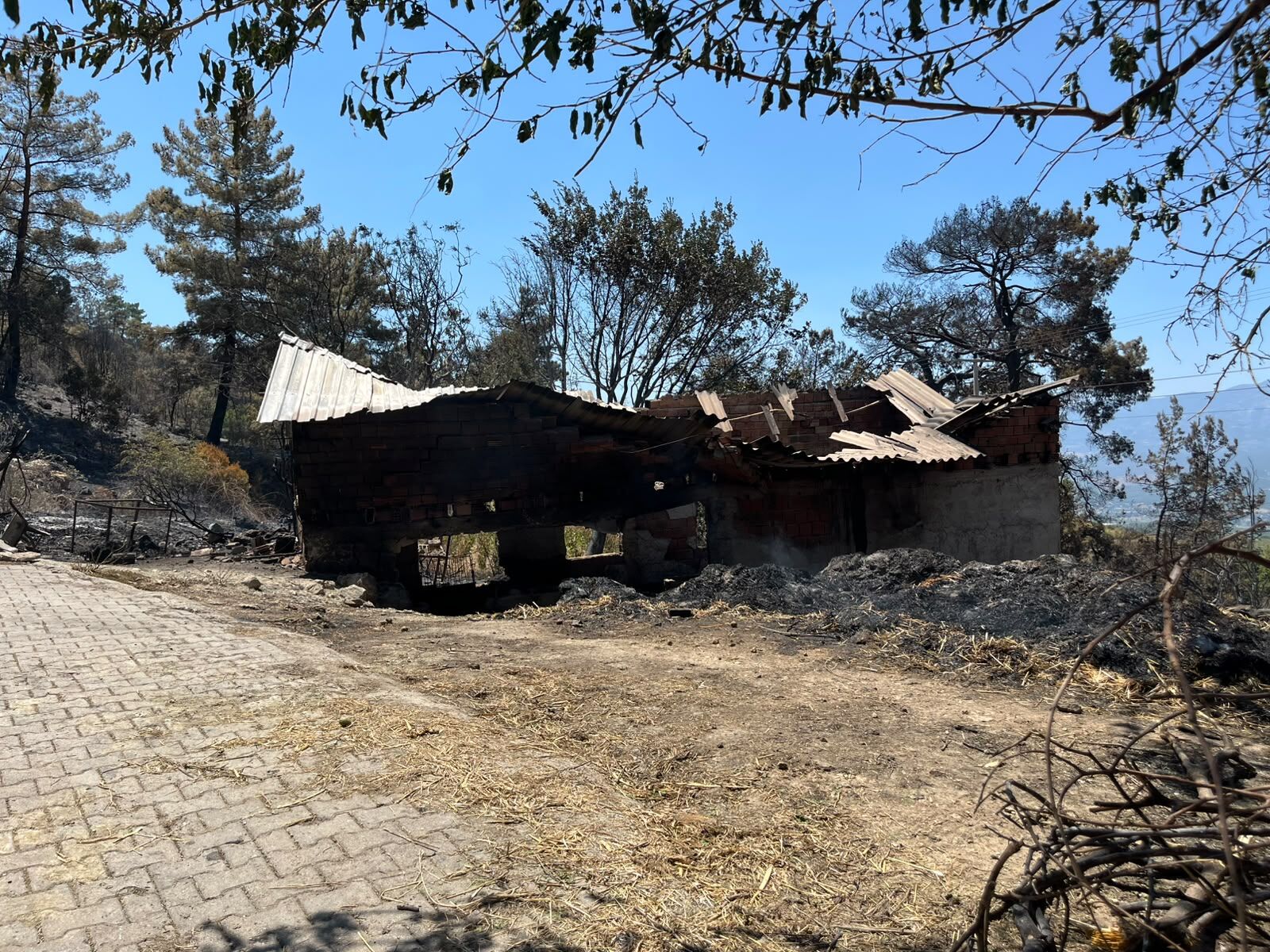 Çatak Muhtarı Mustafa Keş: Evler, Ahırlar Ve Zeytinlikler Kül Oldu
