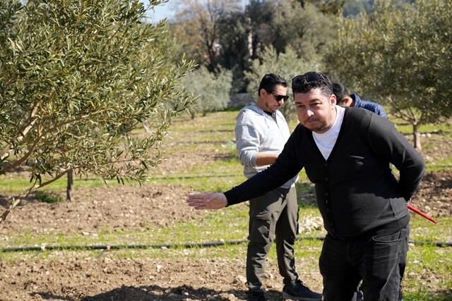Zeytinciliği Geliştirme Projesi’ne Talep Artıyor