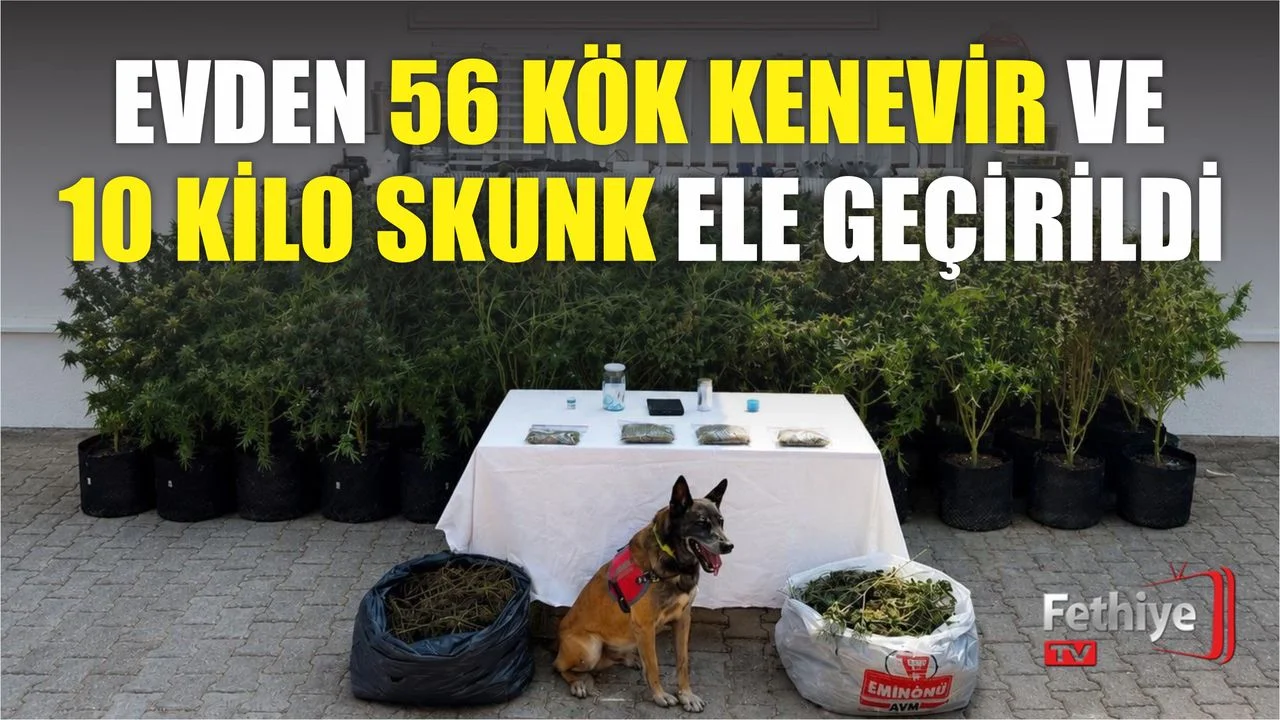 Evinin aramasında jandarma ekipleri saksıda yetiştirilen kenevir bitkilerine el koydu.
