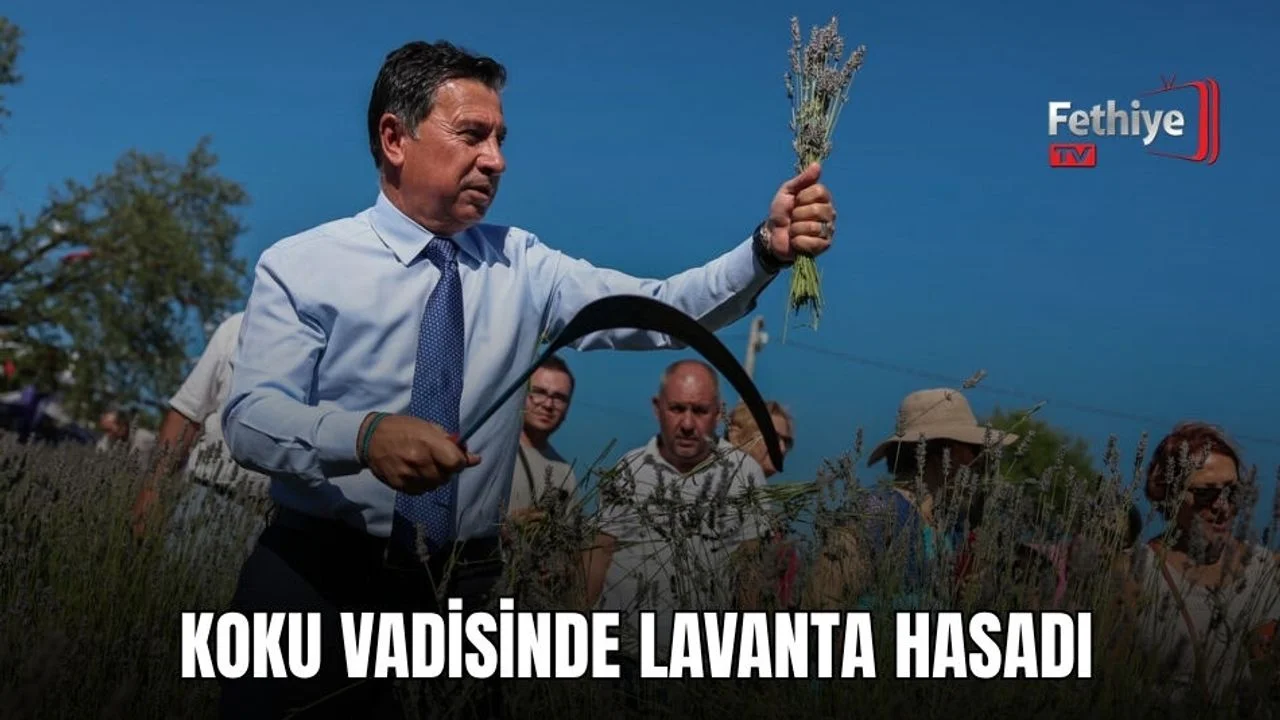 Koku Vadisinde Lavanta Hasadı
