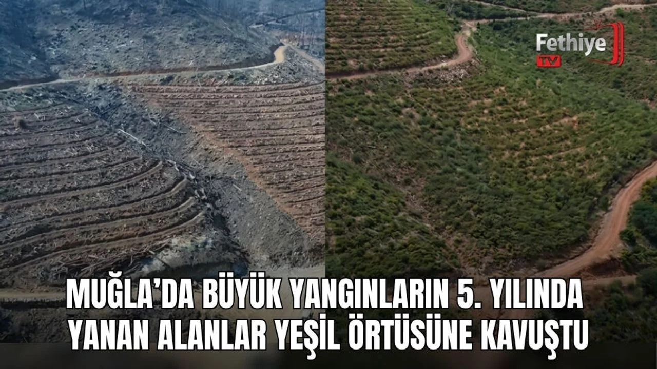 Muğla’da Büyük Yangınların 5. Yılında Yanan Alanlar Yeşil Örtüsüne Kavuştu