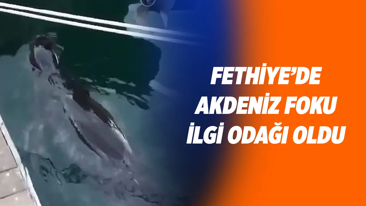 Fethiye'de Nesli Tehlikedeki Akdeniz Foku Görüldü