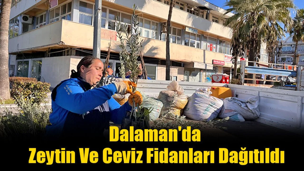 Dalaman'da Zeytin Ve Ceviz Fidanları Dağıtıldı