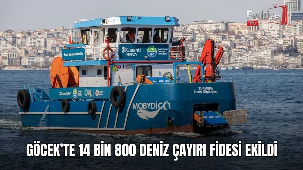 Göcek koylarında deniz çayırı restorasyonu için 14 bin 800 fide dikildi ve koruma altına alındı.