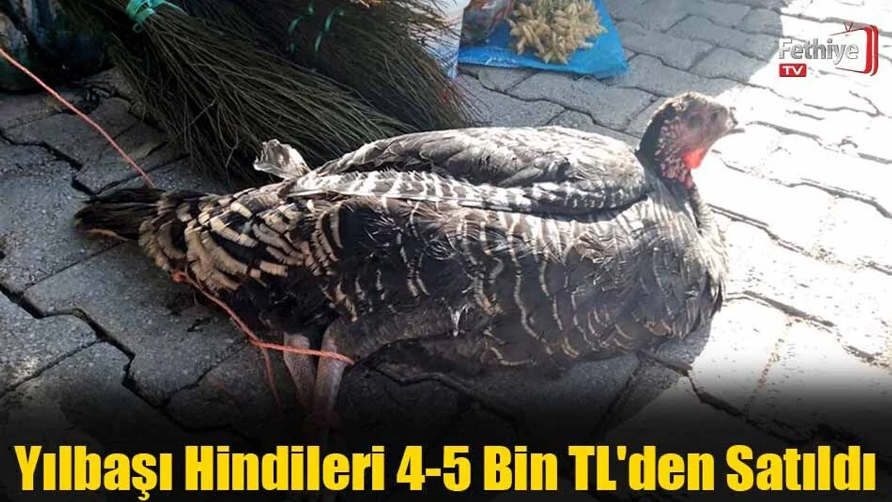 Yılbaşı Hindileri 4-5 Bin TL'den Satıldı