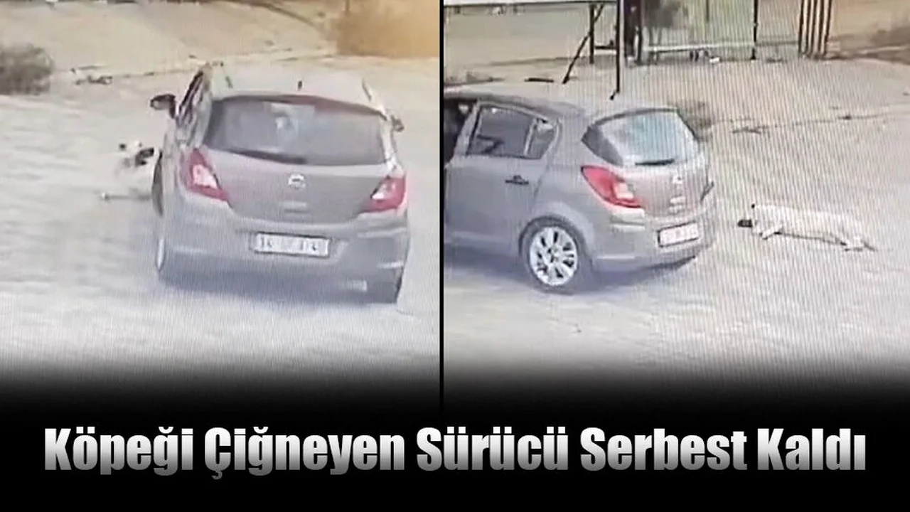 Köpeği Çiğneyen Sürücü Serbest Kaldı