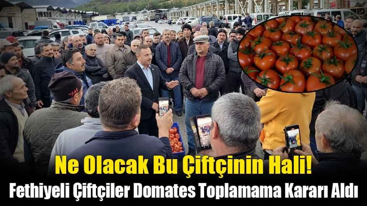 Fethiyeli Çiftçiler Domates Toplamama Kararı Aldı