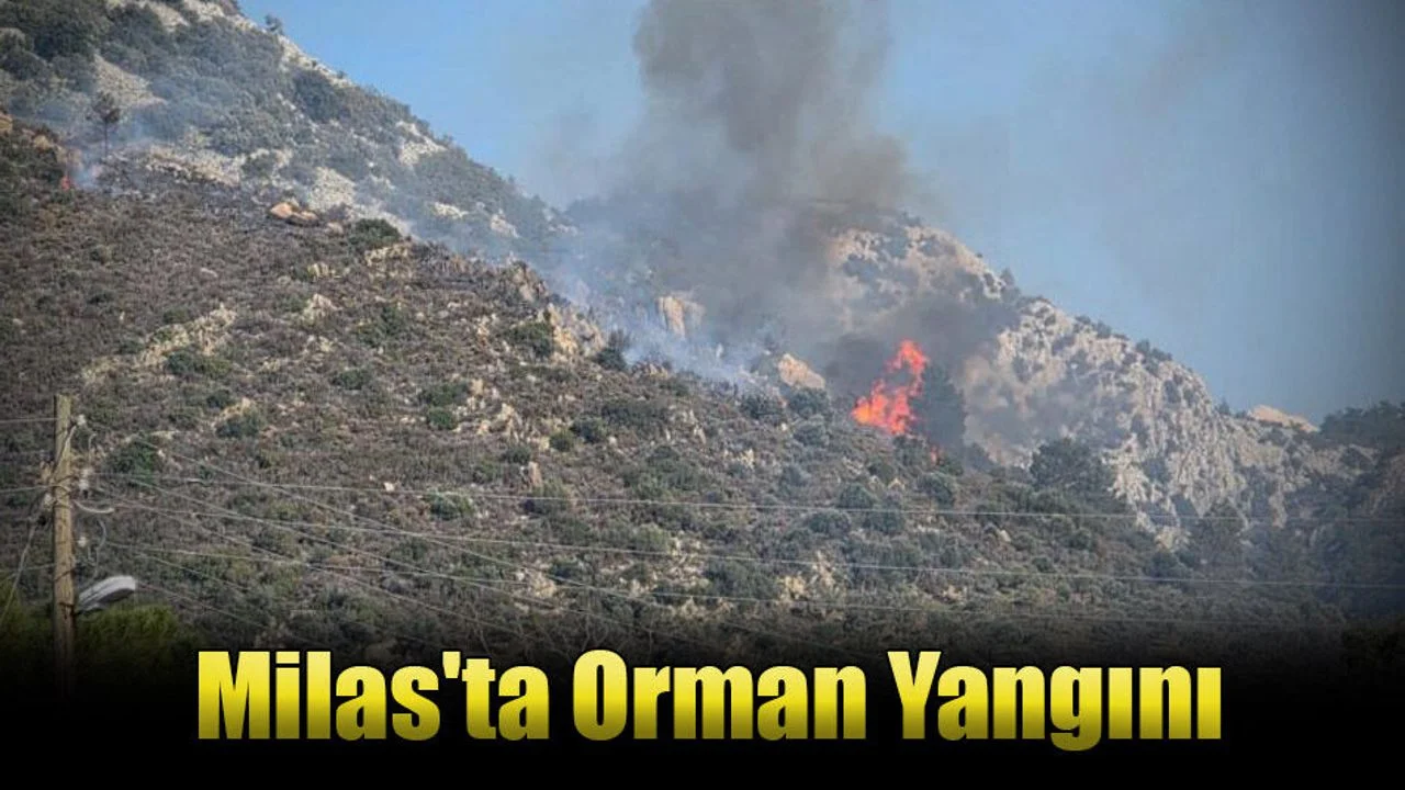 Milas'ta Orman Yangını