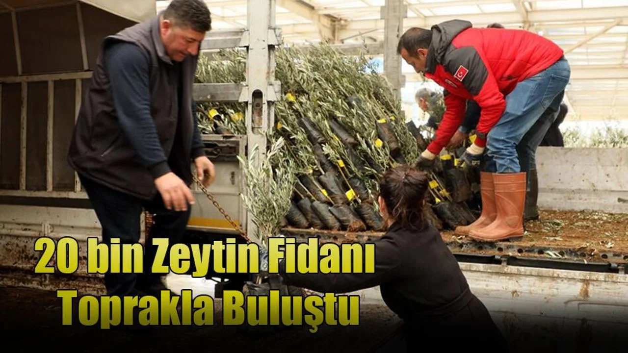 Muğla’da 20 bin Zeytin Fidanı Toprakla Buluştu