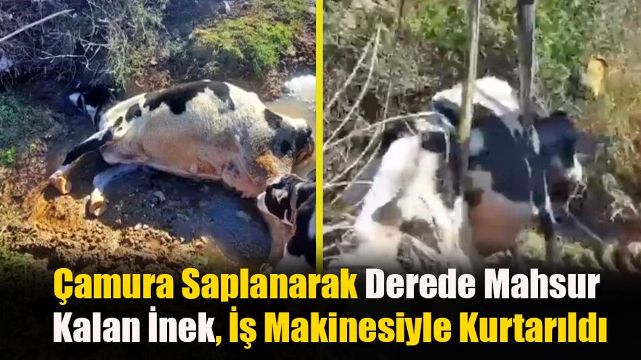 Derede Mahsur Kalan İnek, İş Makinesiyle Kurtarıldı