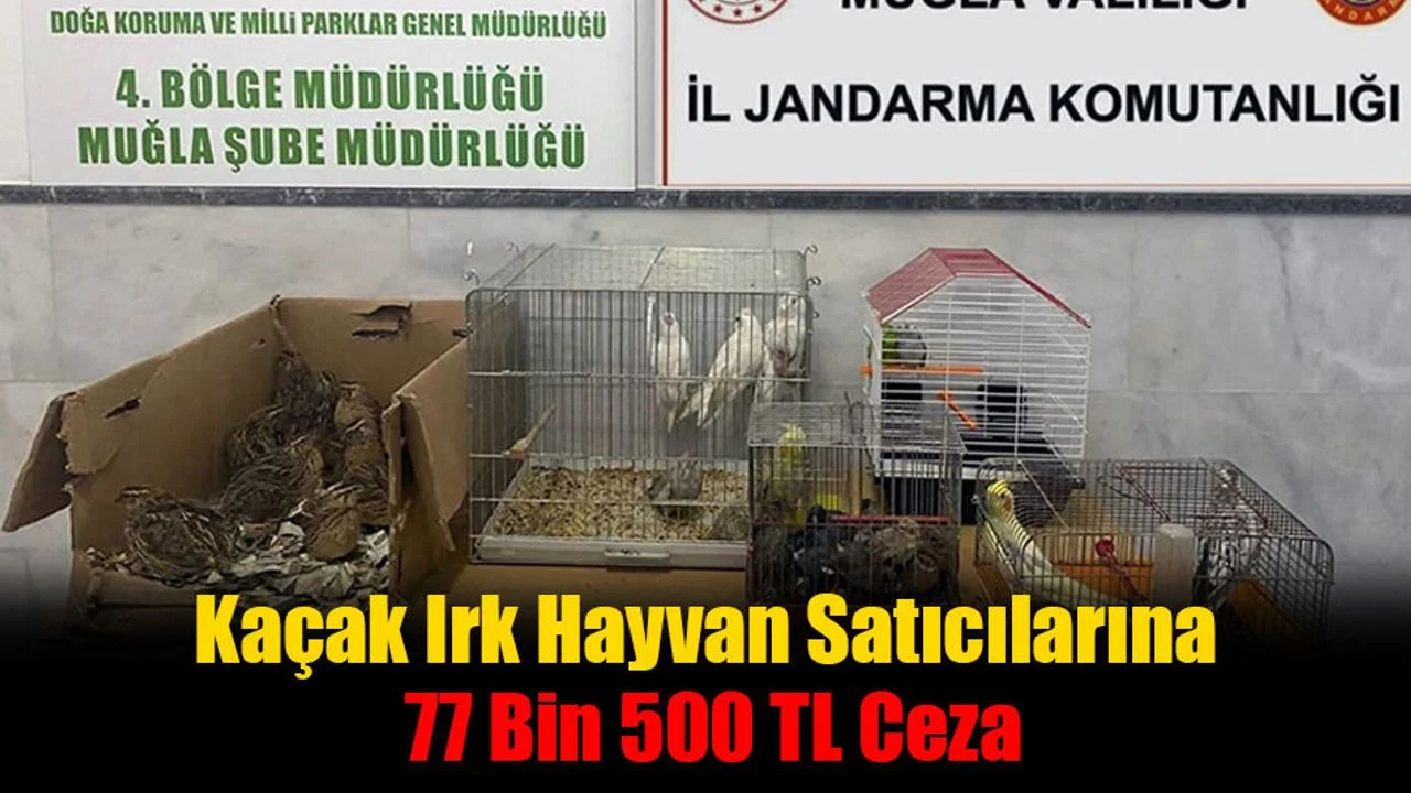 Kaçak Irk Hayvan Satıcılarına 77 Bin 500 TL Ceza
