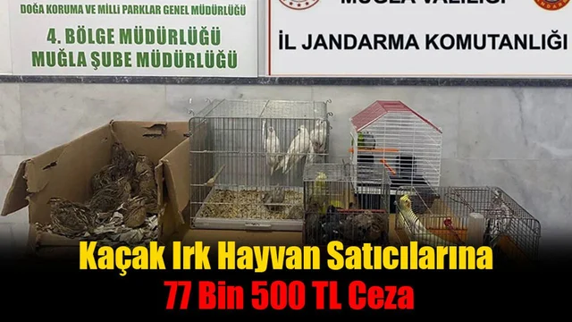 Kaçak Irk Hayvan Satıcılarına 77 Bin 500 TL Ceza
