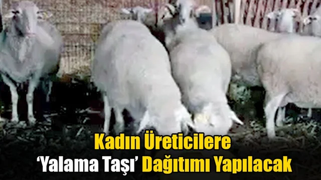 Kadın Üreticilere ‘Yalama Taşı’ Dağıtımı Yapılacak