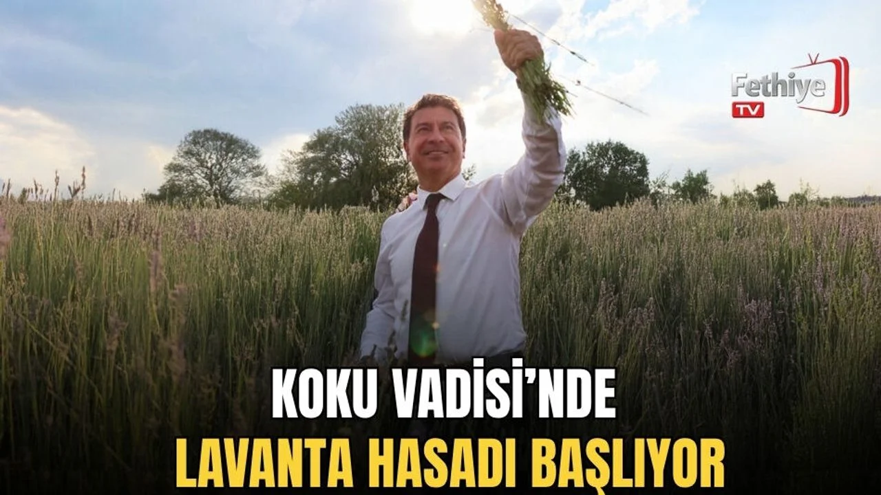 Koku Vadisi’nde Lavanta Hasadı Başlıyor