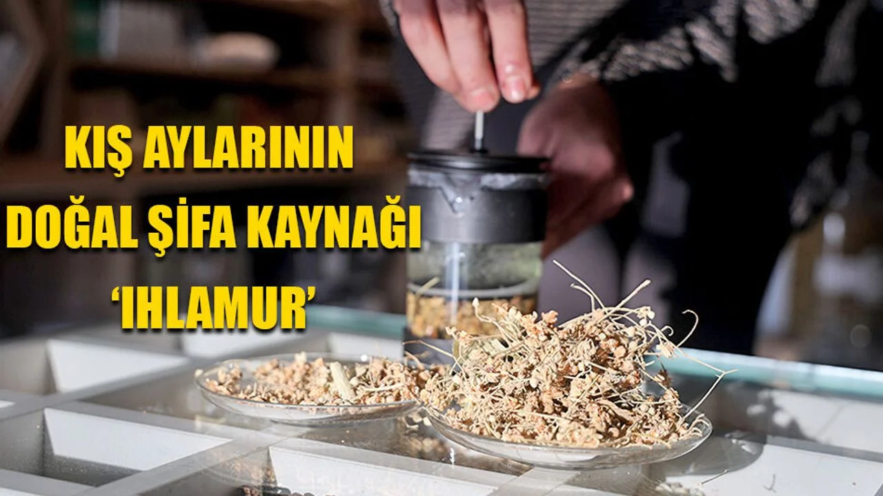 Kış Aylarının Doğal Şifa Kaynağı: Ihlamur