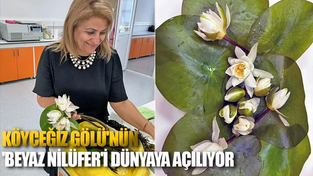 Köyceğiz Gölü'nün 'Beyaz Nilüfer'i Dünyaya Açılıyor