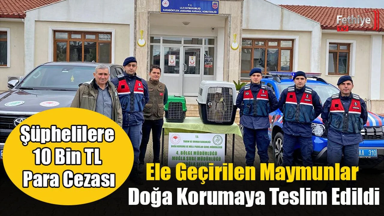 Ele Geçirilen Maymunlar Doğa Korumaya Teslim Edildi