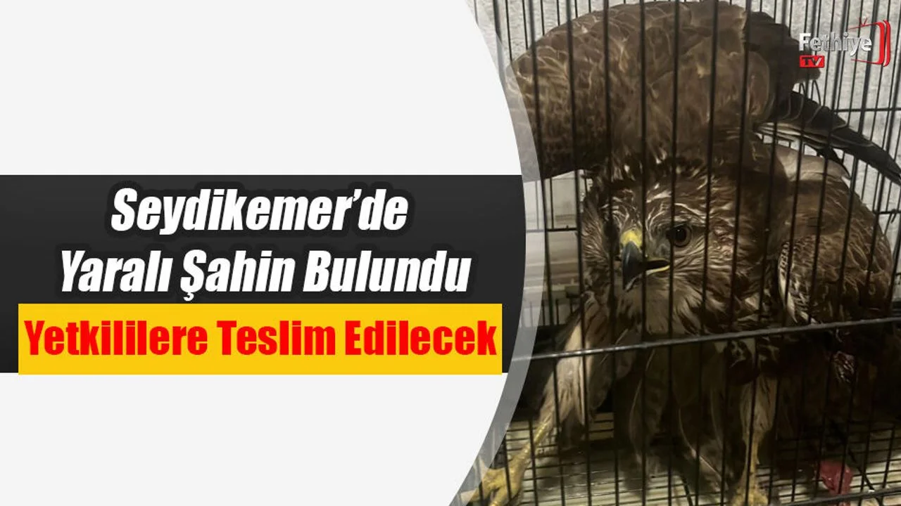 Seydikemer’de Yaralı Şahin Bulundu