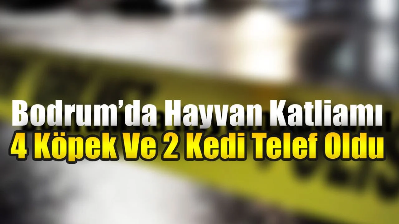 Bodrum’da Hayvan Katliamı