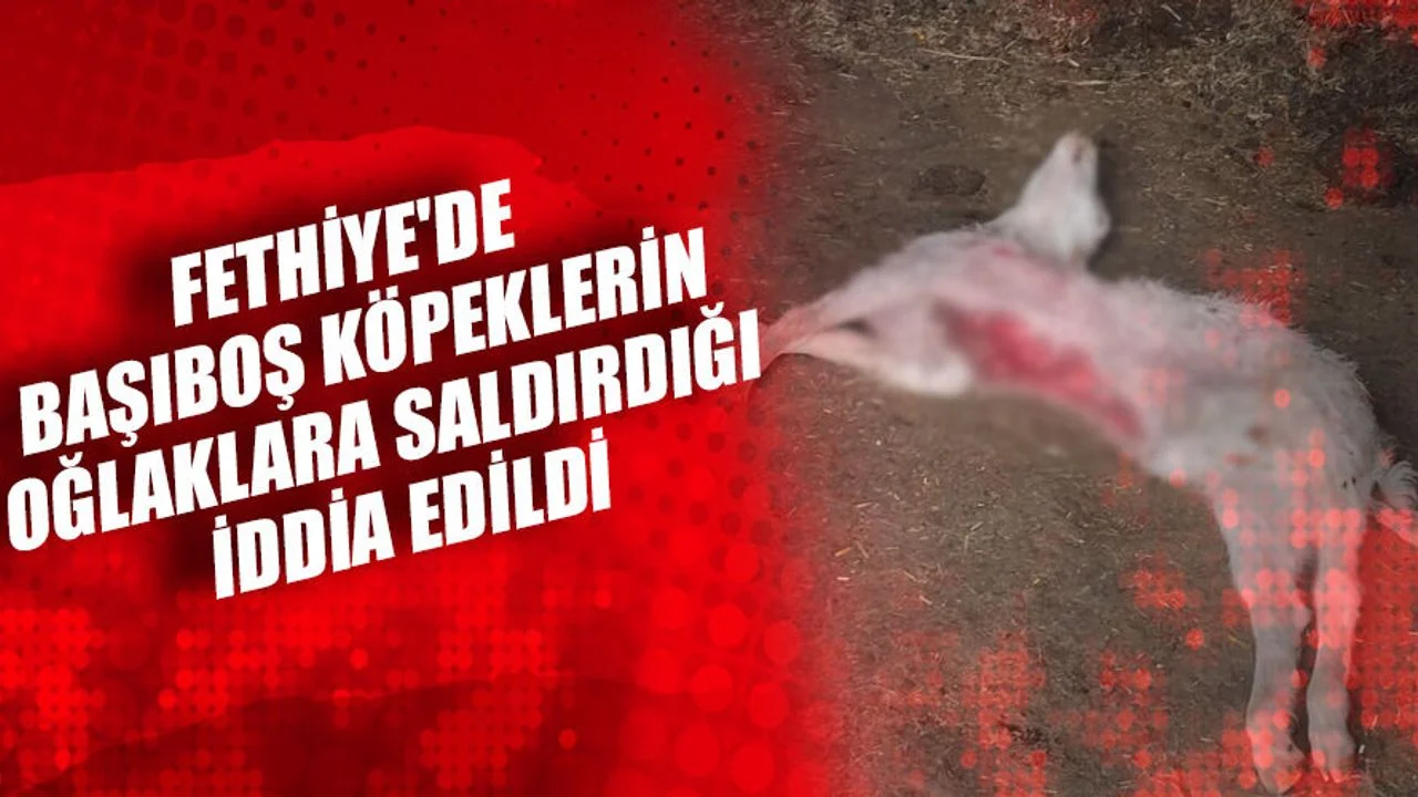 Fethiye'de Başıboş Köpeklerin Oğlaklara Saldırdığı İddia Edildi