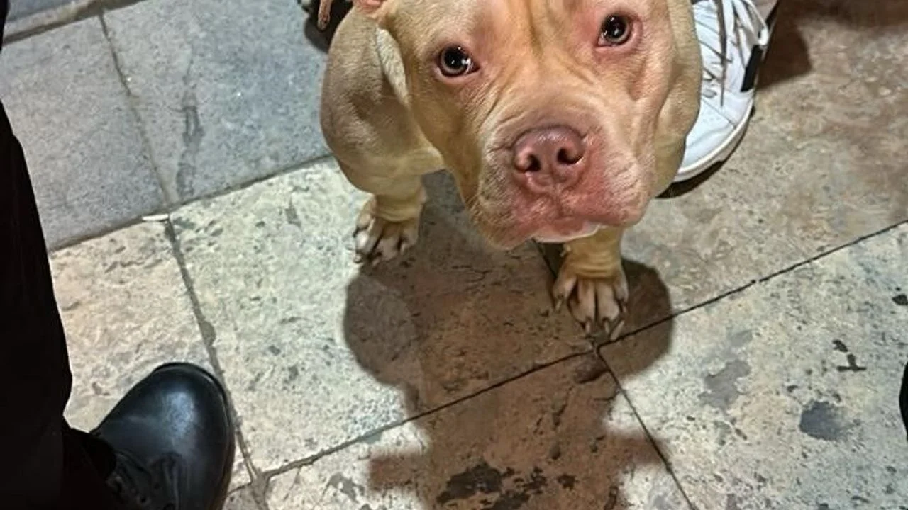 Yasaklı Irk Köpeklere Uygulanan Cezalar Artıyor