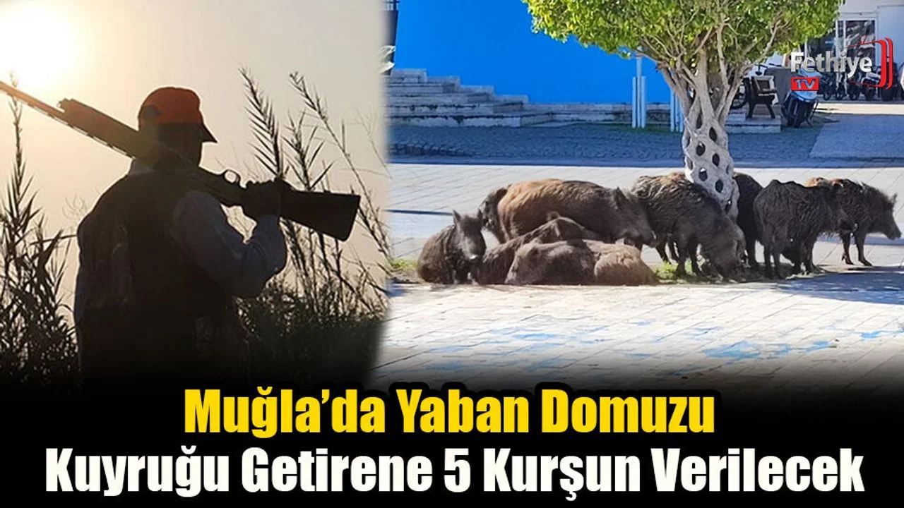 Muğla’da Yaban Domuzu Kuyruğu Getirene 5 Kurşun Verilecek