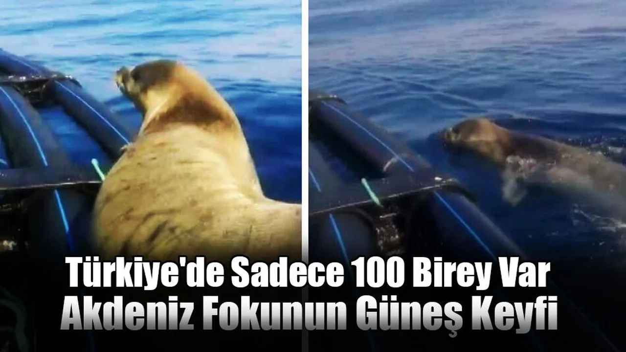 Türkiye'de Sadece 100 Birey Var