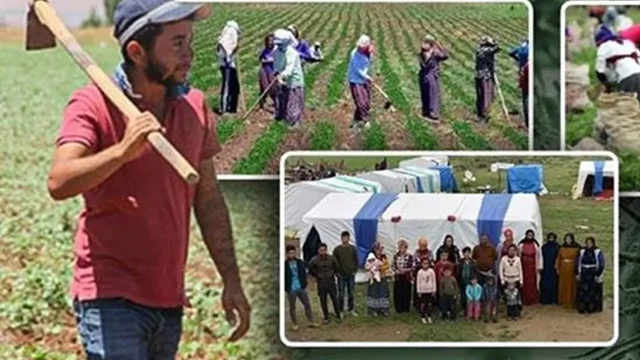 Tarım İşçi Ücretleri TÜİK Verileriyle Netleşti: Hangi İlde Ne Kadar Ödeniyor?