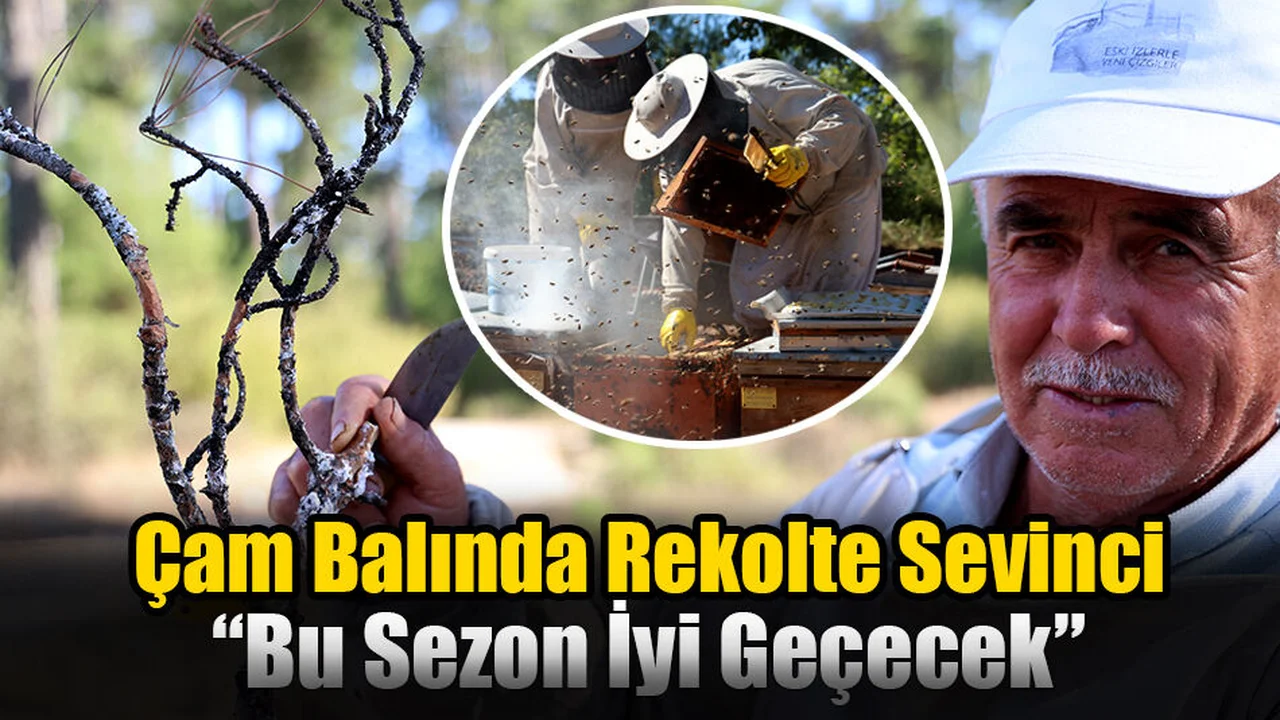 Çam Balında Rekolte Sevinci