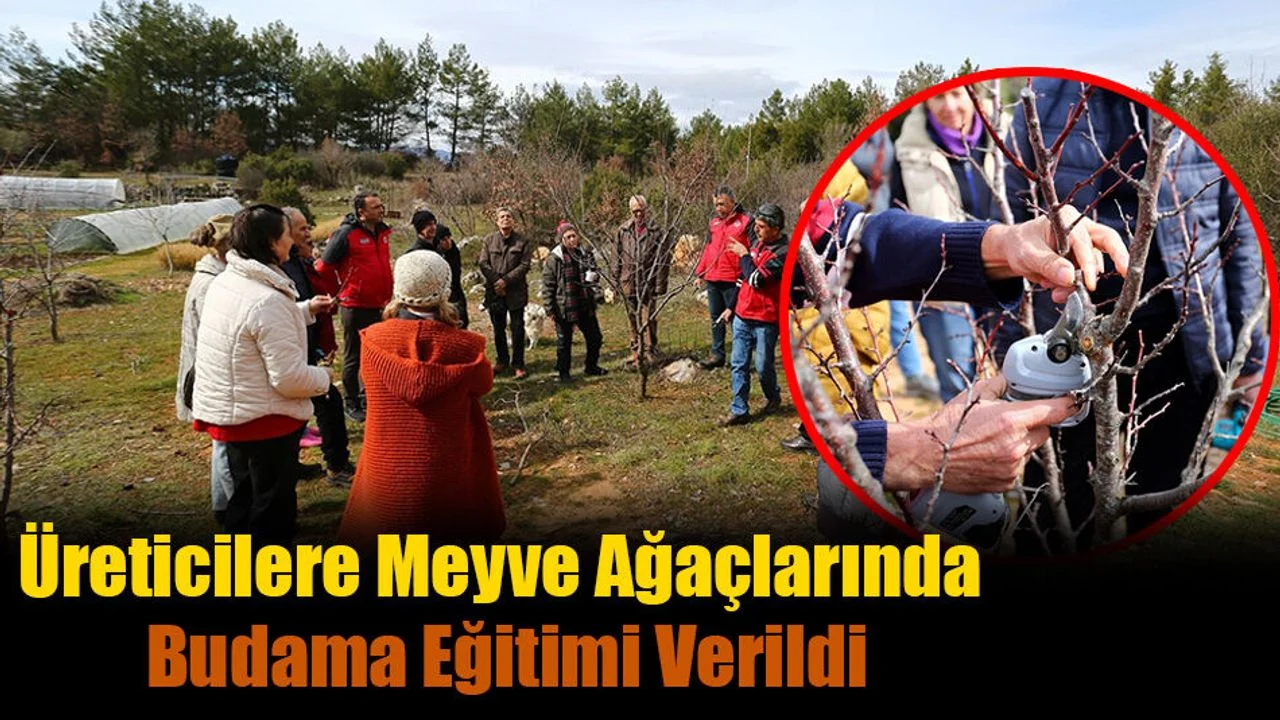 Üreticilere Meyve Ağaçlarında Budama Eğitimi Verildi