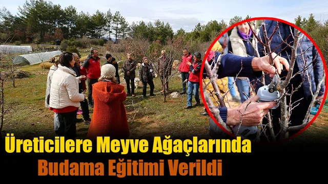 Üreticilere Meyve Ağaçlarında Budama Eğitimi Verildi