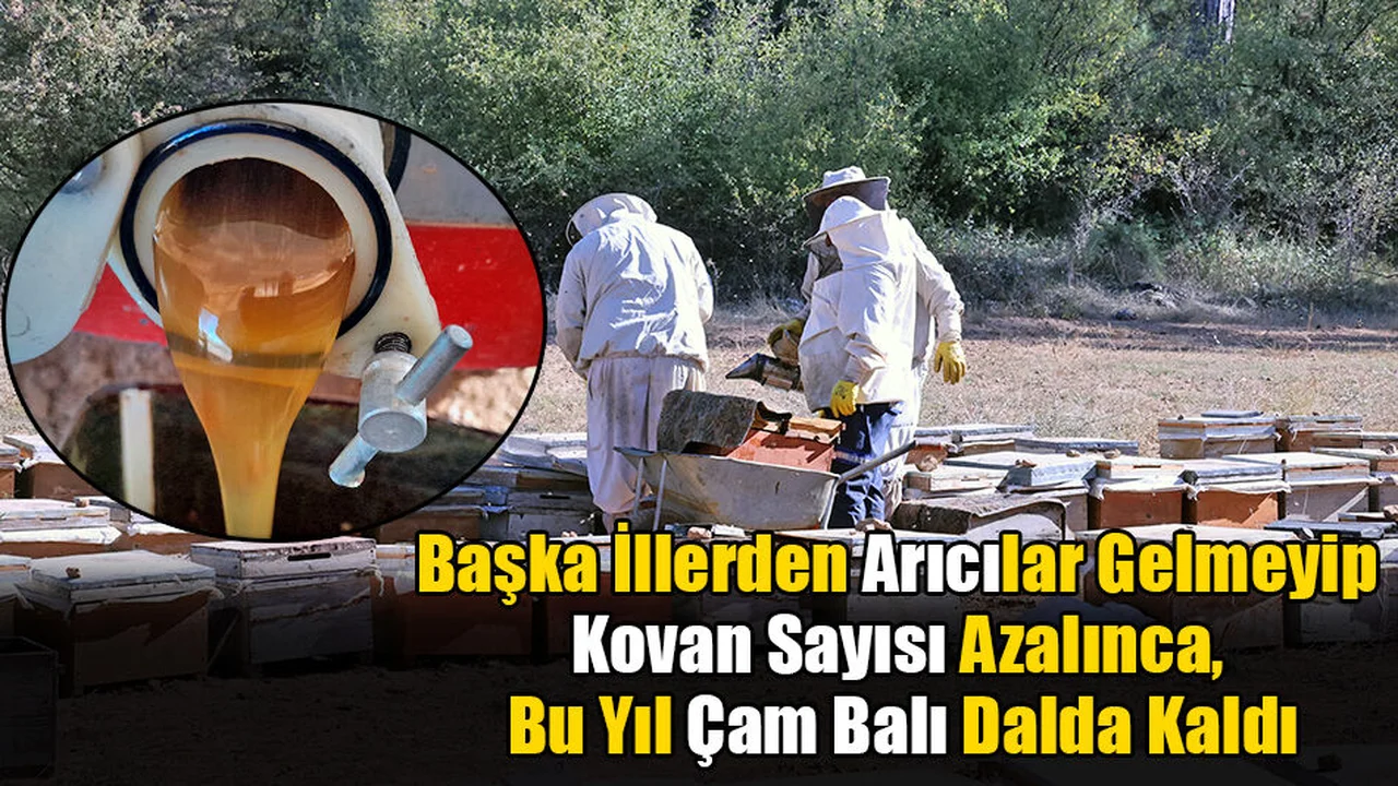 “Arı Olmadığı İçin Bal Çamda Kaldı”
