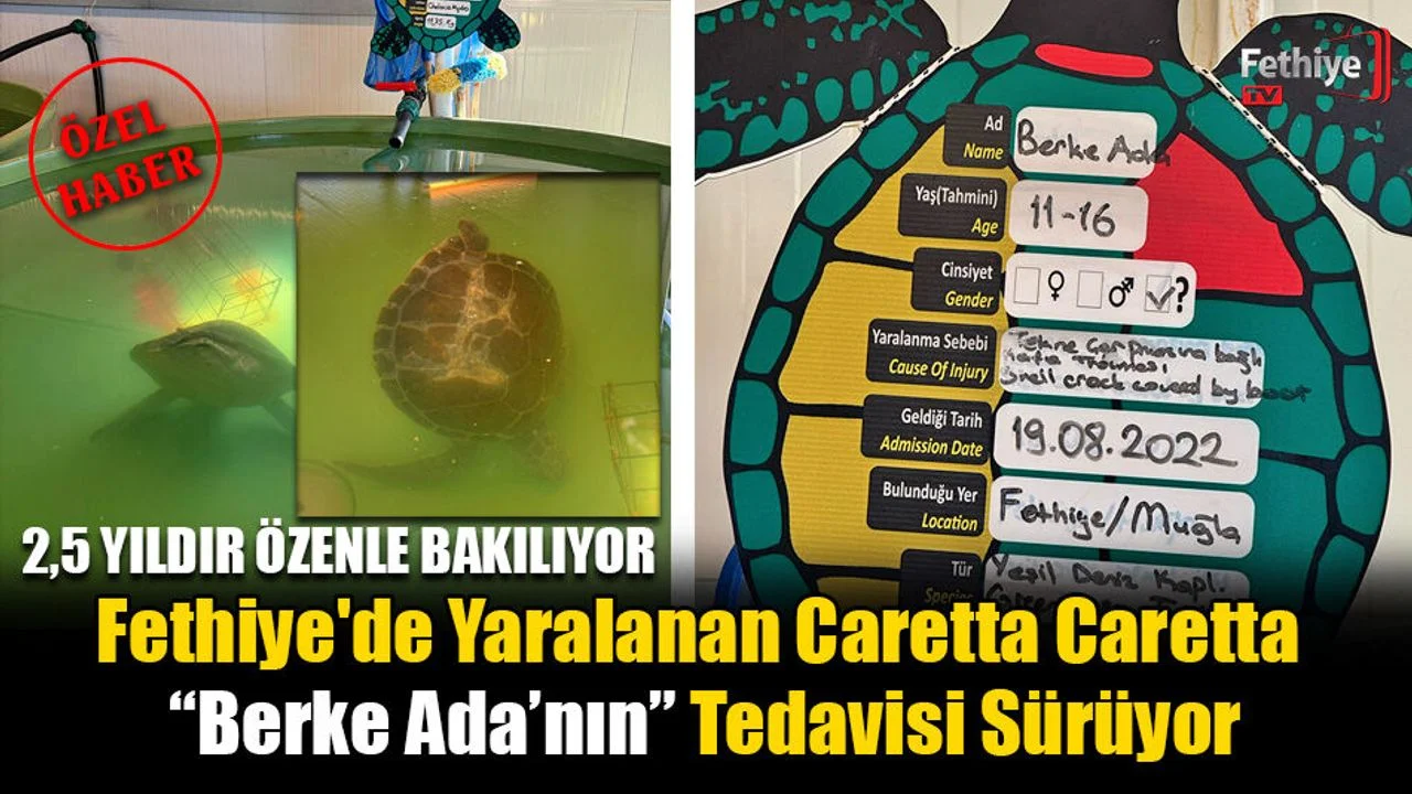 Fethiye'de Yaralanan Caretta Caretta “Berke Ada’nın” Tedavisi Sürüyor