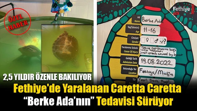 Fethiye'de Yaralanan Caretta Caretta “Berke Ada’nın” Tedavisi Sürüyor
