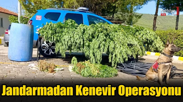 Jandarmadan Kenevir Operasyonu